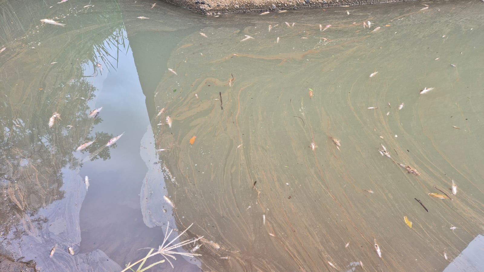 Estudio encuentra problemas de cloración y coliformes fecales en acueductos rurales