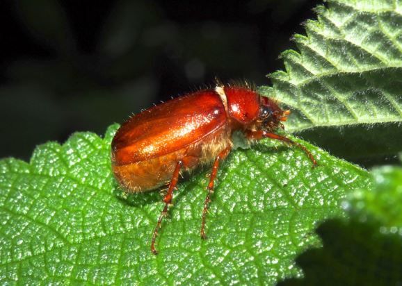 Expertos solicitan no matar ‘abejones de mayo’ por su aporte al equilibrio ambiental