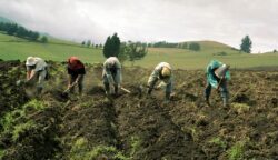 Agricultores expresan preocupación por atraso en la llegada de la época lluviosa en gran parte del país