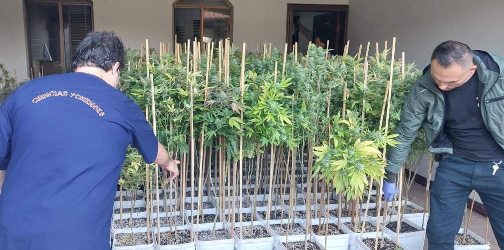 OIJ realizó allanamientos y detuvo a 16 personas como sospechosas de integrar banda dedicada a producir marihuana hidropónica