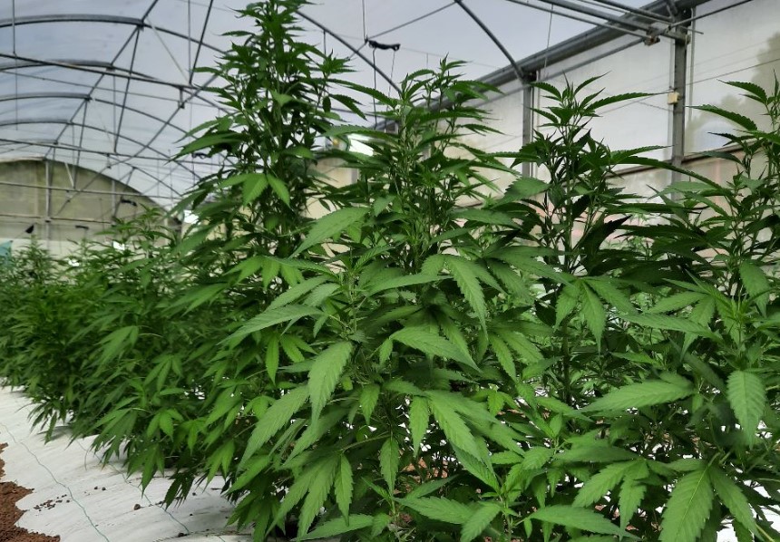 Gobierno emitió primera licencia para cultivo de cannabis medicinal