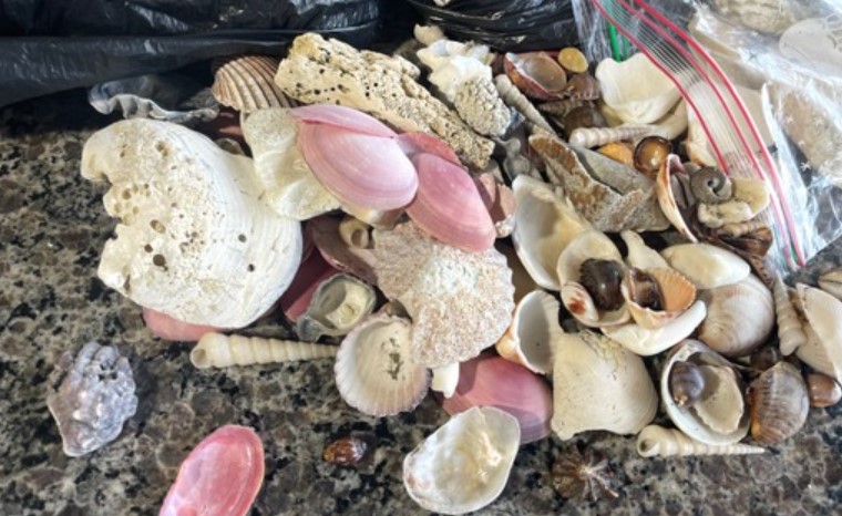 Aeropuerto de Guanacaste decomisó 496 kilos de conchas marinas en los primeros 3 meses del año