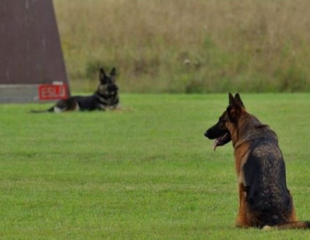 Federación Canina solicita a SENASA no dormir a perro que provocó muerte a niño de dos años en Pérez Zeledón