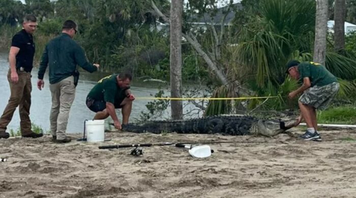 Un joven perdió su brazo tras ser atacado por un caimán de más de tres metros en Florida