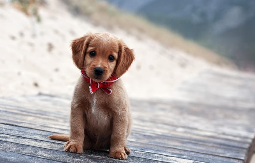 ¿Busca una mascota? Feria de adopción se realizará este fin de semana en Zapote