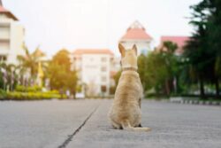 Expertos recuerdan la responsabilidad de dueños de educar perros y resguardar aquellos que sean peligrosos