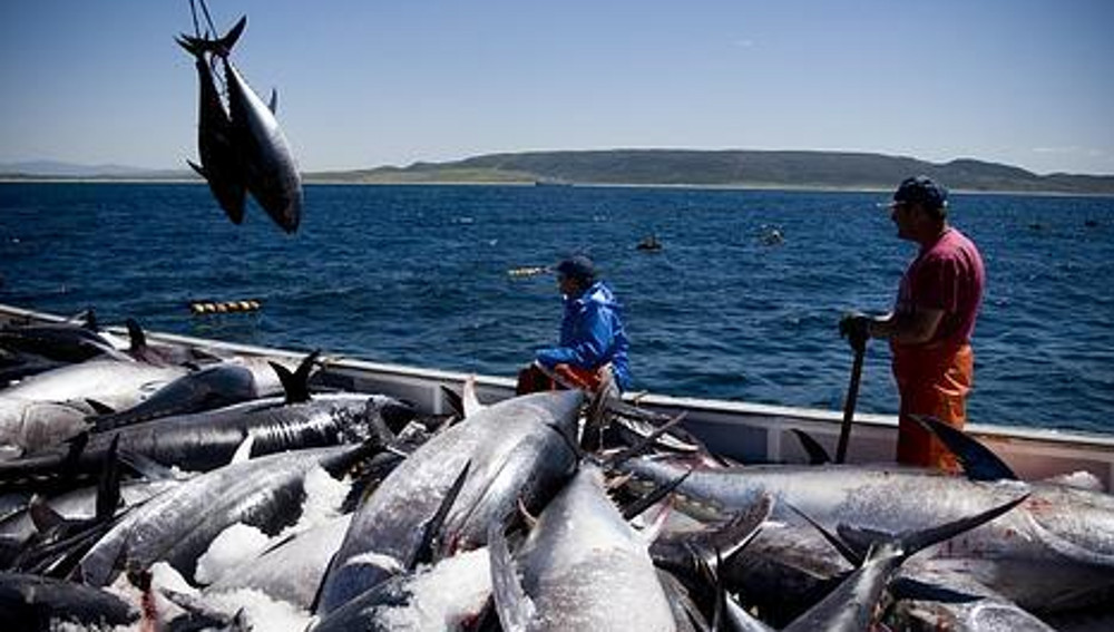 U públicas muestran preocupación por decisión de INCOPESCA que incrementa cantidad de especies comercialmente explotables