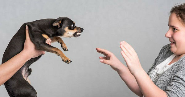 SENASA contabilizó 76 mordeduras de perro en el primer cuatrimestre del año