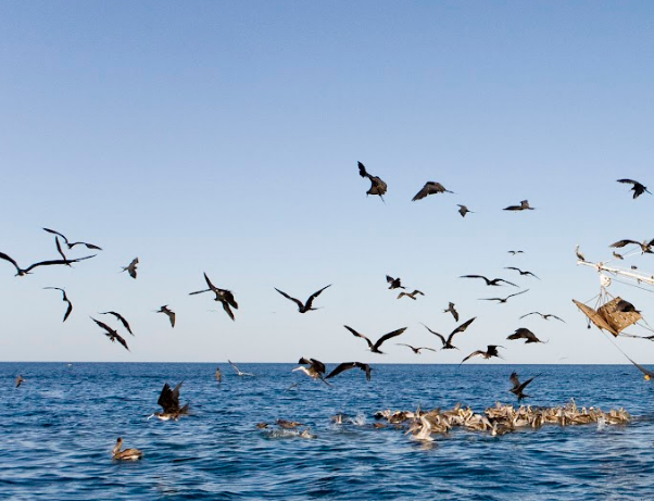 Diputada pide cuentas a Incopesca por presunto nuevo intento de aumentar lista de especies acuáticas de interés comercial