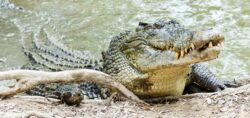 Temporada de reproducción de cocodrilos podría extenderse hasta principios de noviembre