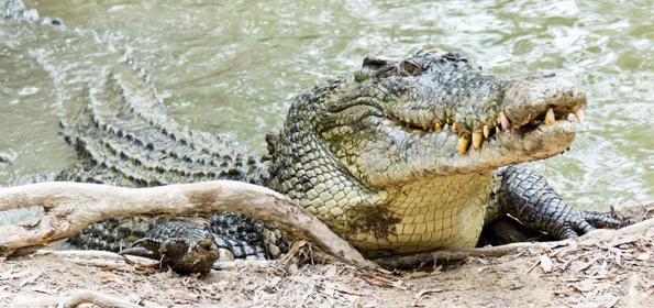 Temporada de reproducción de cocodrilos podría extenderse hasta principios de noviembre