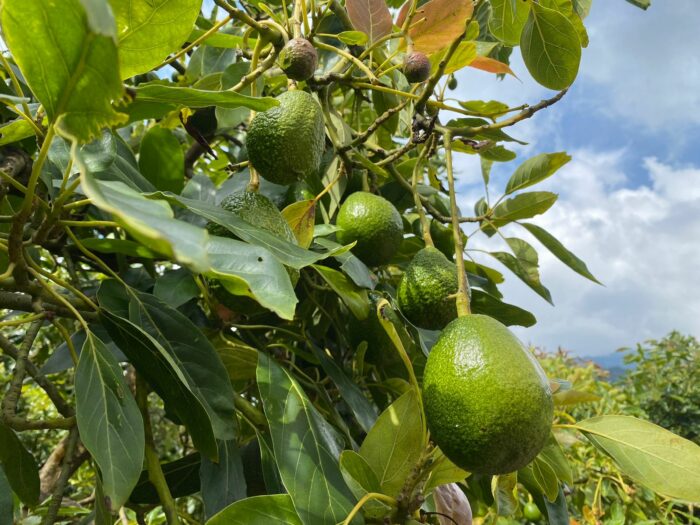 CNP espera que precio del aguacate hass nacional baje hasta un 25% en últimos meses del año