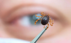 Crece en EEUU una rara alergia a la carne, potencialmente mortal, asociada a las garrapatas