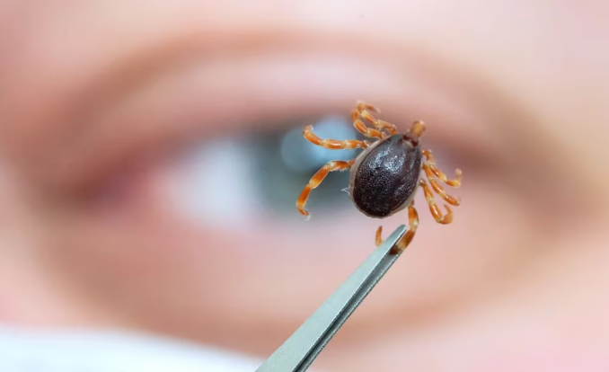 Crece en EEUU una rara alergia a la carne, potencialmente mortal, asociada a las garrapatas