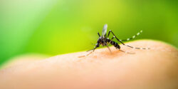 Expertos piden reforzar medidas para evitar circulación activa de chikungunya ante cuarto caso importado