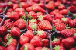 Precio de la fresa se mantiene estable pese a disminución productiva del 25% en la plantación durante último año