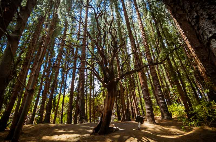 ¿Le gustaría conocer Prusia? Autoridades realizarán caminata nocturna el próximo 22 de julio