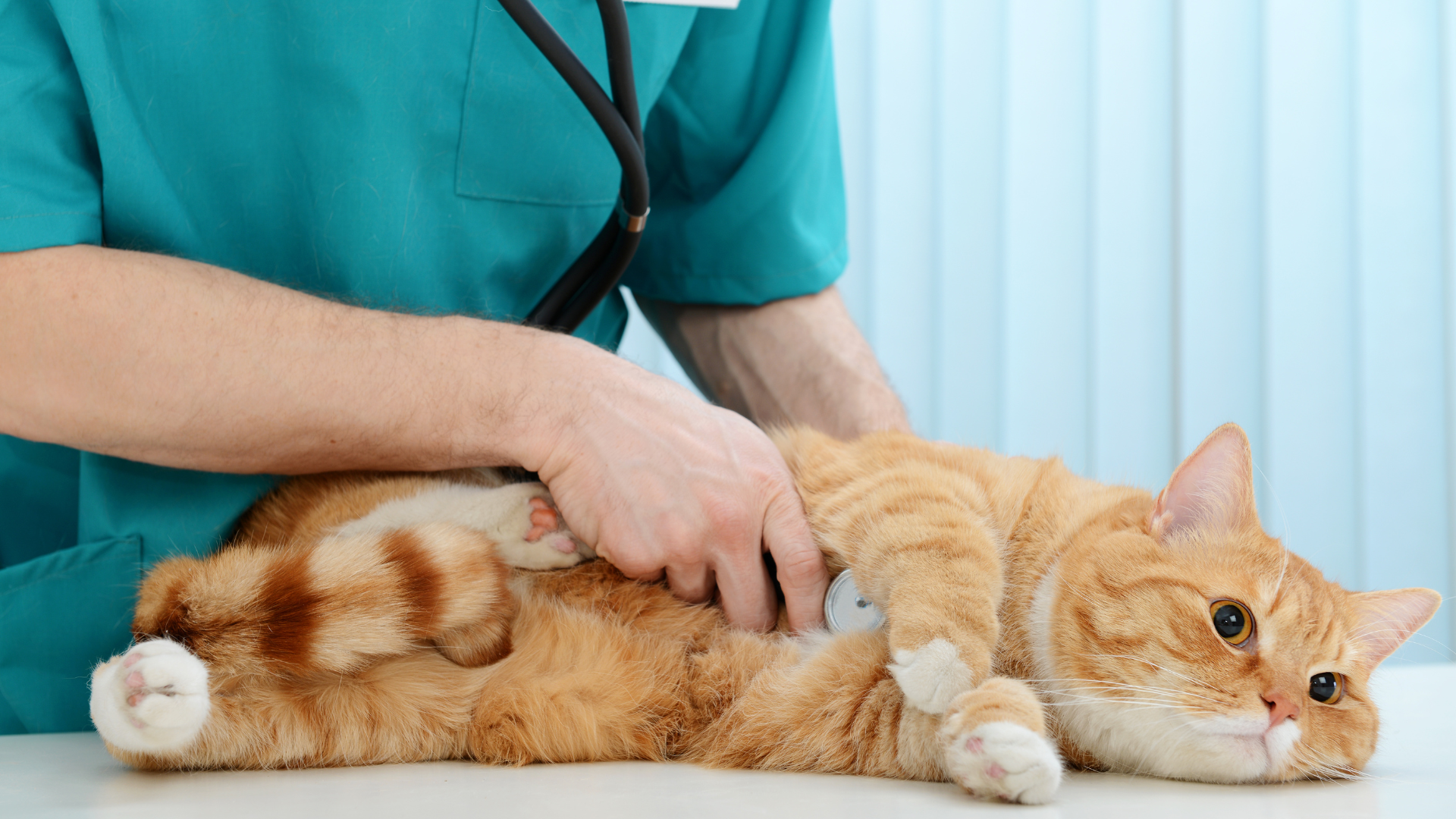 Científicos de UCR, TEC y UNA descubren por primera vez en Costa Rica parásito que afecta gatos domésticos