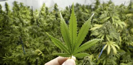 Diputada propone multas por fumar cannabis en espacios o lugares públicos