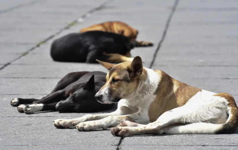 País presenta en promedio un caso de miasis por gusano barrenador en perros cada 12 horas