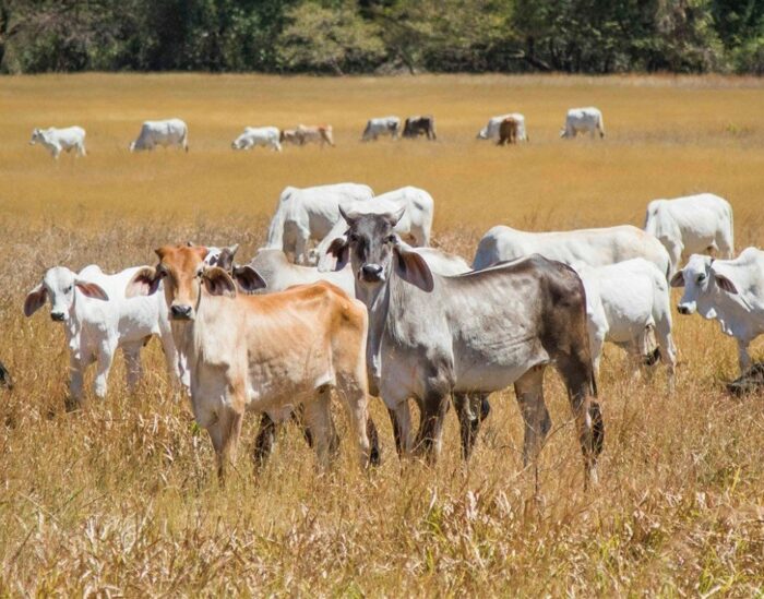 Ganaderos urgen instalación de reservorios de agua en Guanacaste ante impacto del ‘Fenómeno de El Niño’