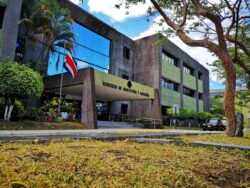 MAG busca que se aumente uso de árboles en lugar de postes para cercar fincas ante sequía y Fenómeno del Niño