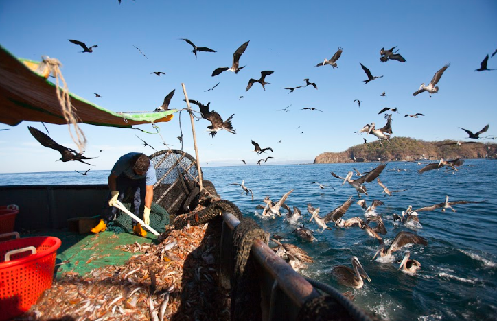 Informe concluye que existen limitaciones de presupuesto y personal para cumplir con investigación sobre pesca de camarón