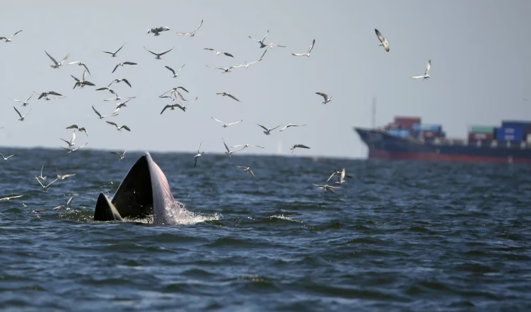 La Unión Europea y 67 países firmaron el Tratado de Alta Mar acordado en la ONU