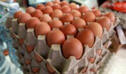 Precio de los huevos disminuyó 21% en el último año