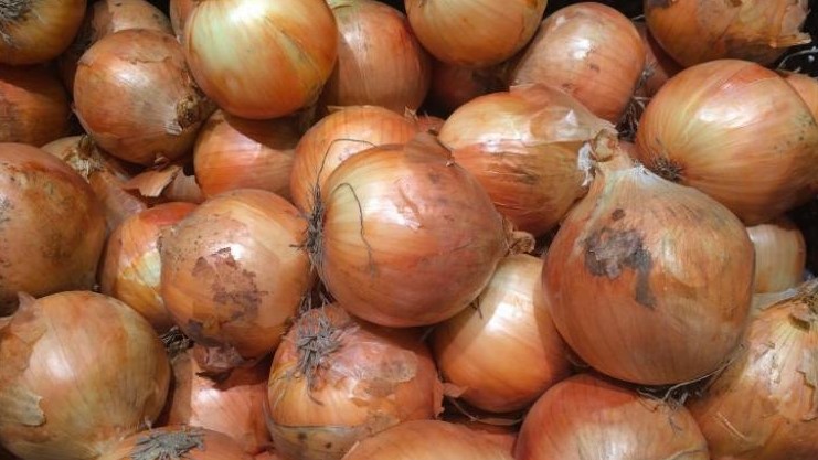 Precio de la cebolla cayó hasta ¢300 por kilo en las últimas cinco semanas