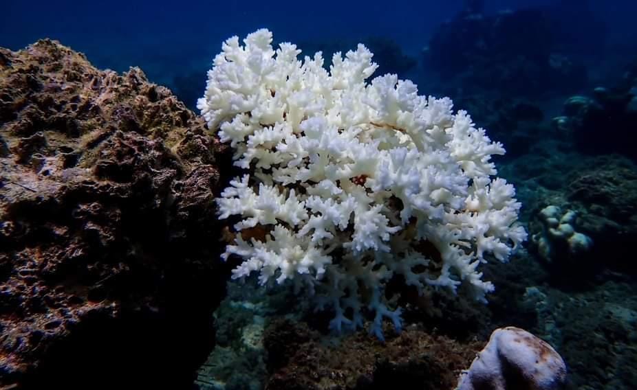 Expertos calculan que la costa del Pacífico costarricense subió 25 cm sobre la marea normal