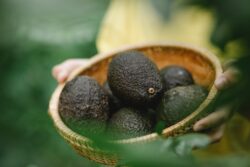 Aguacate está 10% más barato esta semana en las Ferias del Agricultor