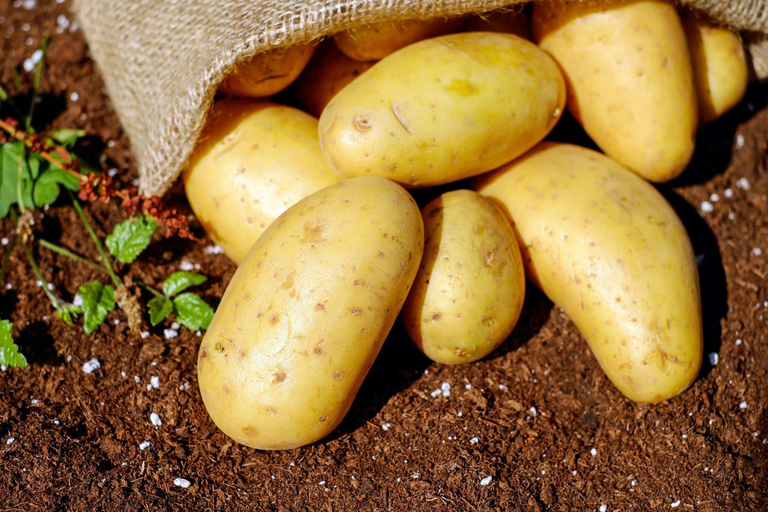 Productores de papa han sido los más afectados por las lluvias en lo que va del año