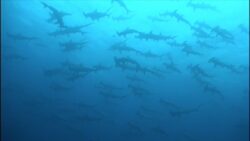 Plan para prohibir pesca de tiburones en peligro de extinción avanza tras discusión acalorada entre diputados