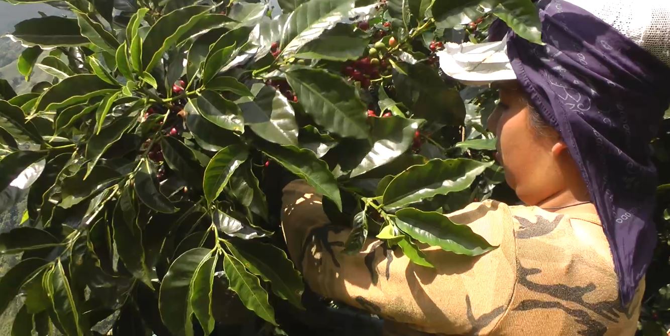 Cruz Roja refuerza acciones para atender potenciales incidentes durante recolecciones de café en Dota