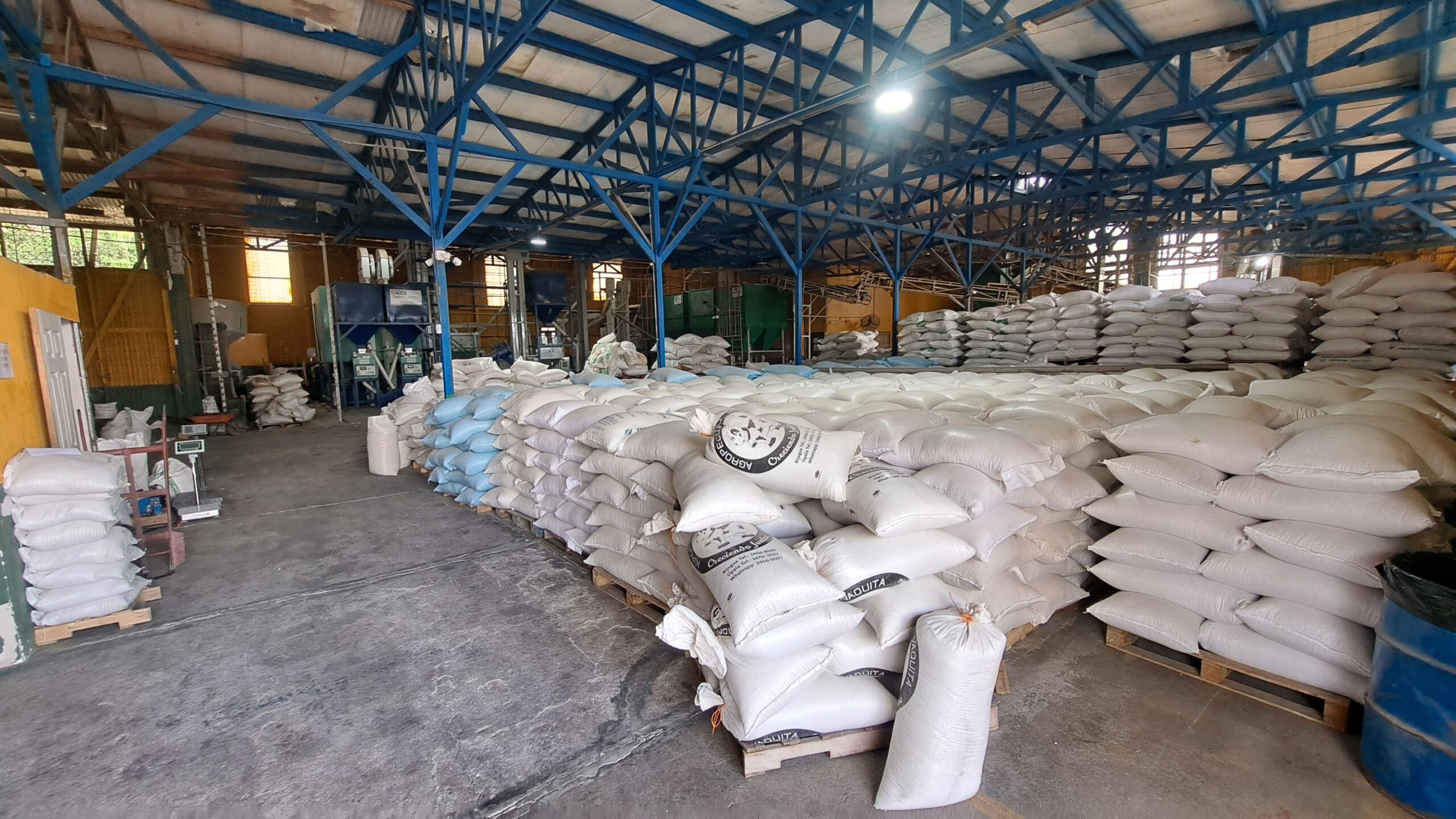 Productores de Upala ponen a la venta 184 mil kilos de maíz por sobreproducción