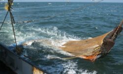 3 de cada 10 ticos desconoce en qué consiste la pesca de arrastre