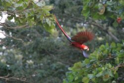 SINAC intervino propiedad en Orotina por tenencia ilegal de fauna silvestre