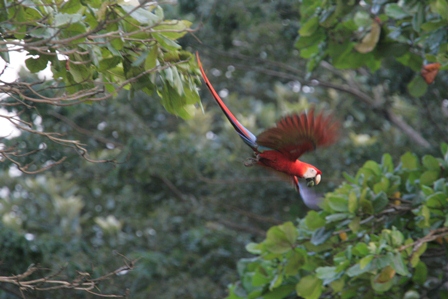 SINAC intervino propiedad en Orotina por tenencia ilegal de fauna silvestre