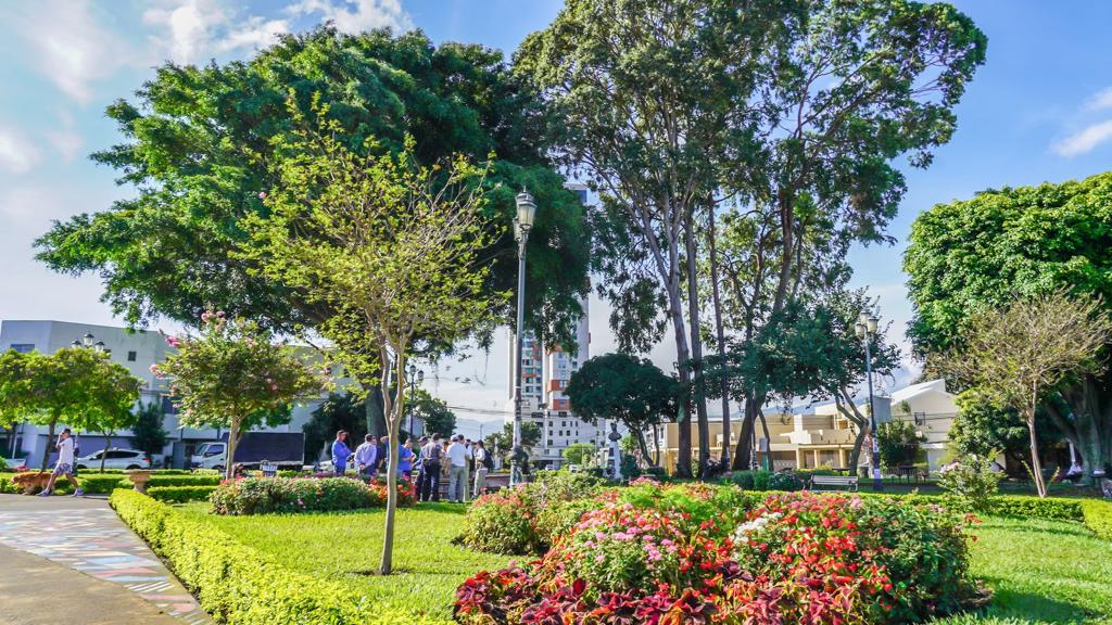 ¿Ha visto árboles en mal estado o que presenten algún peligro en San José? Conozca cómo puede reportarlo