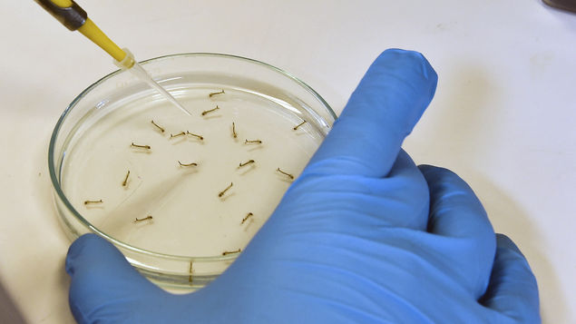 Costa Rica está a punto de superar segunda cifra histórica de casos de dengue en los últimos 10 años