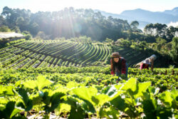 Producción del sector agrícola tuvo caída de 2,4% durante mayo y mantiene desaceleración