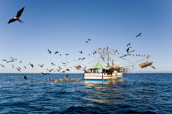 Medida cautelar frena estudios sobre pesca de camarón hasta que se resuelva demanda de MarViva
