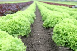 Productores confirman que afectación a lechuga por inundaciones aumenta el precio en 43% en ferias del agricultor
