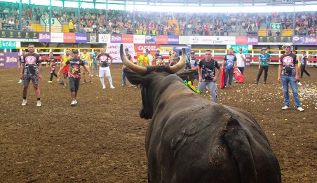 ¡Últimas corridas! Toros de Palmares se realizarán hasta el 3 de enero y fiestas serán del 18 al 29 de ese mes