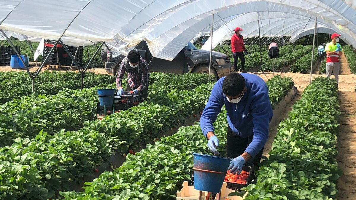 Reportaje Especial: Falta de mano de obra costarricense es uno de los mayores desafíos para sector agrícola