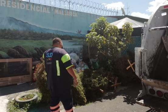 Municipalidad de San José realiza campaña para reciclar hasta 1500 árboles de Navidad