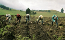 Agricultores piden al gobierno aumentar medidas para enfrentar la sequía