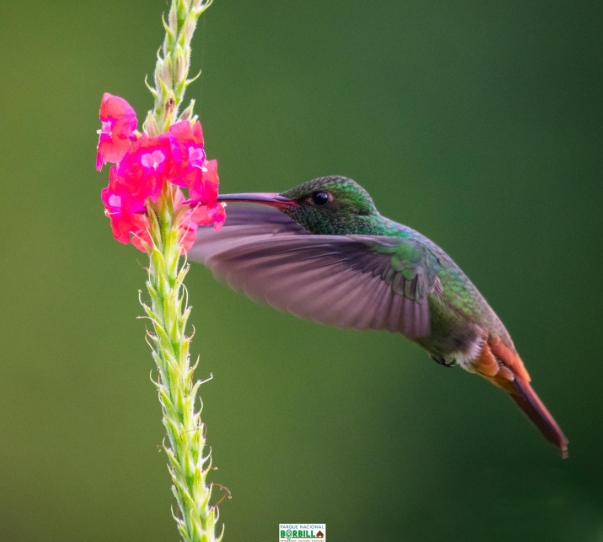 Diputados aprobaron declarar al Colibrí como Símbolo Nacional