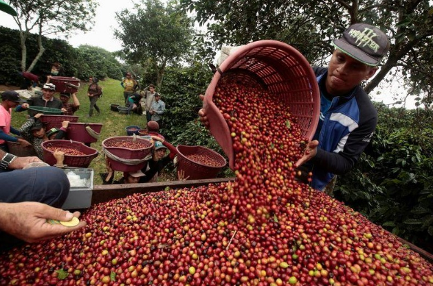 ICAFÉ pide intervenir en tipo de cambio debido a pérdidas de hasta ¢19 mil por fanega